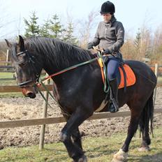 Anden særlig race Bekito