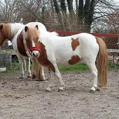 Miniature Pocahontas