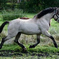 Welsh Mountain (sec A) Clausholm Donatello