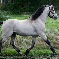 Welsh Mountain (sec A) Clausholm Donatello