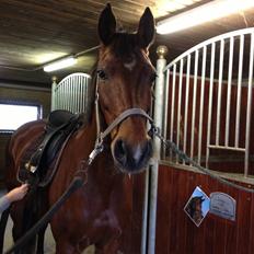 Dansk Varmblod Viktoria Stensvang