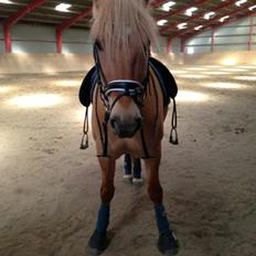 Anden særlig race Nellebjerggård's Gandalf