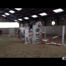 Hollandsk Varmblod TILBURY