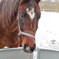 Dansk Varmblod Ganzthorn's Starlight Lux