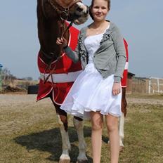 Arabisk fuldblod (OX) Marquis de monte ox My soulmate