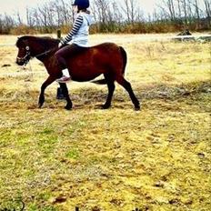 Anden særlig race Lotte (Skinkelynet)