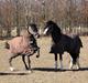 Welsh Pony (sec B) Bjerregårds Montana solgt