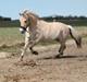 Fjordhest Højgaards Calypso
