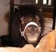 Shetlænder Elvis