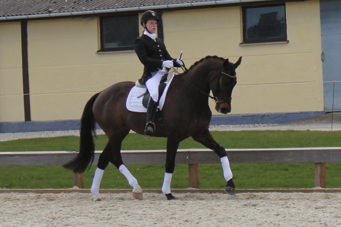 Trakehner Roloff billede 8