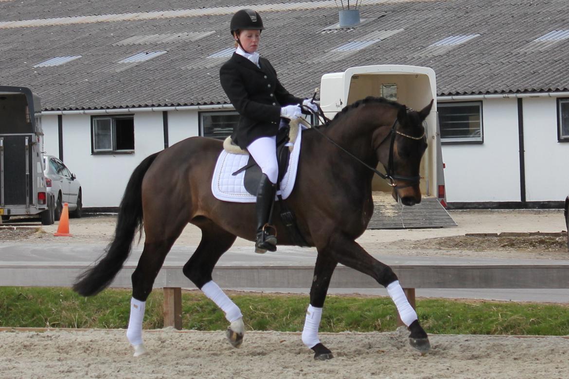 Trakehner Roloff billede 9