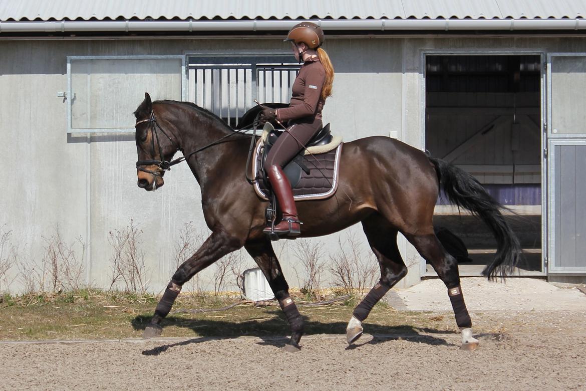 Trakehner Roloff billede 10
