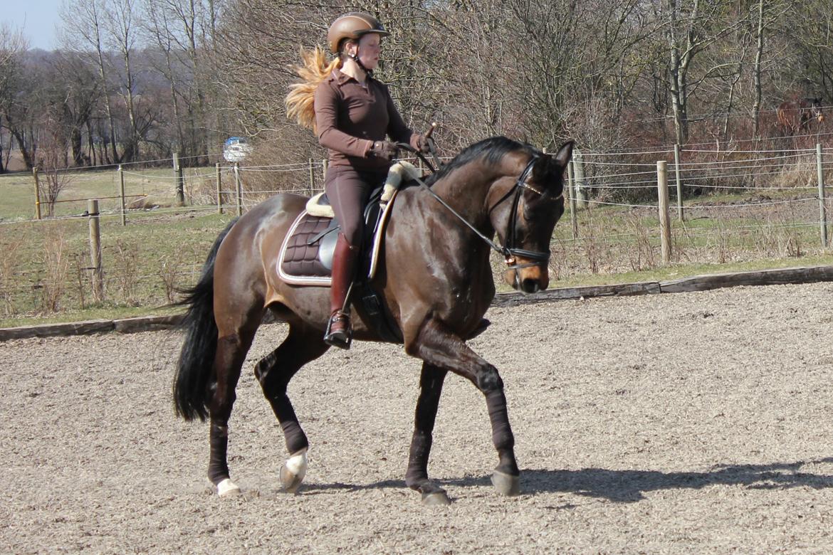 Trakehner Roloff billede 11