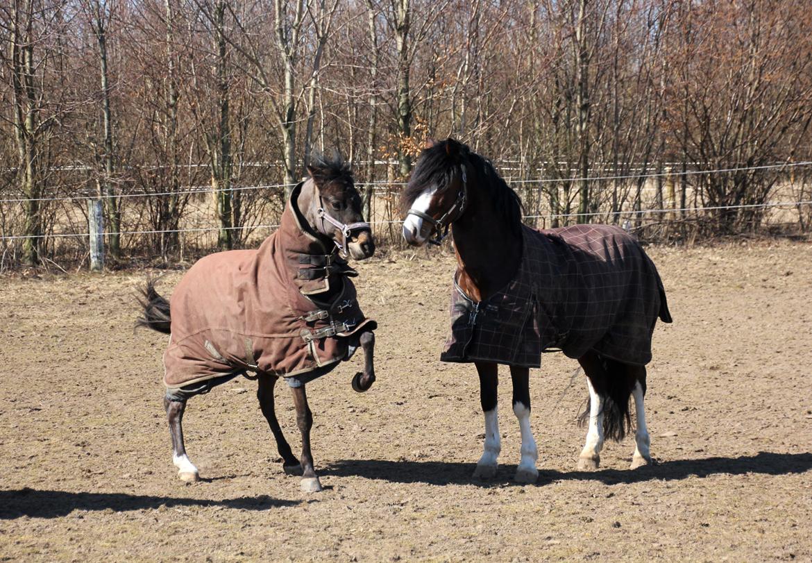 Welsh Pony (sec B) Bjerregårds Montana solgt billede 2