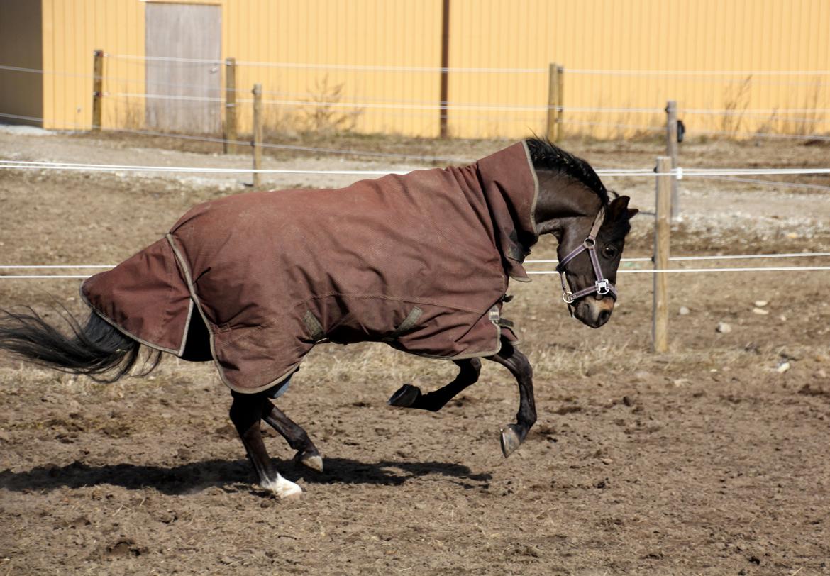 Welsh Pony (sec B) Bjerregårds Montana solgt billede 3