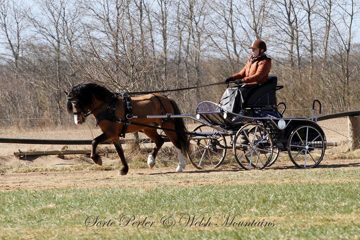Welsh Mountain (sec A) Møllegydens pontiac - D. 20. april 2013: Første kørestævne - kun 20. gang for vogn. Se flere billeder i fotoalbum med samme dato. billede 19