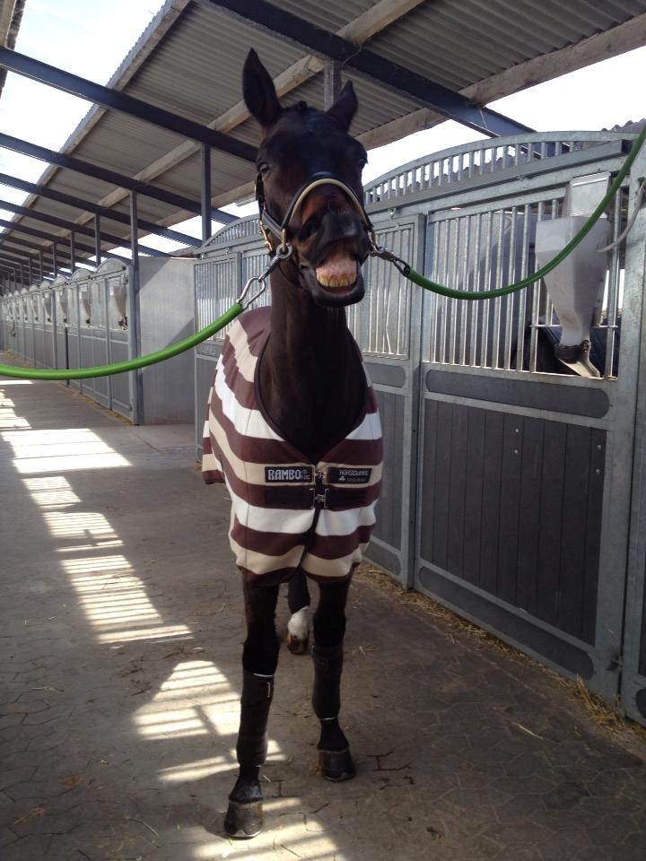 Trakehner Roloff billede 12