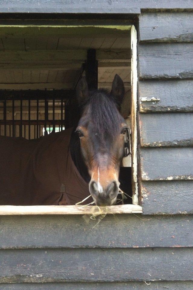 Connemara Hesselbjerggård Highlander SOLGT - Første dag på gøngehusfarmen <3 billede 15