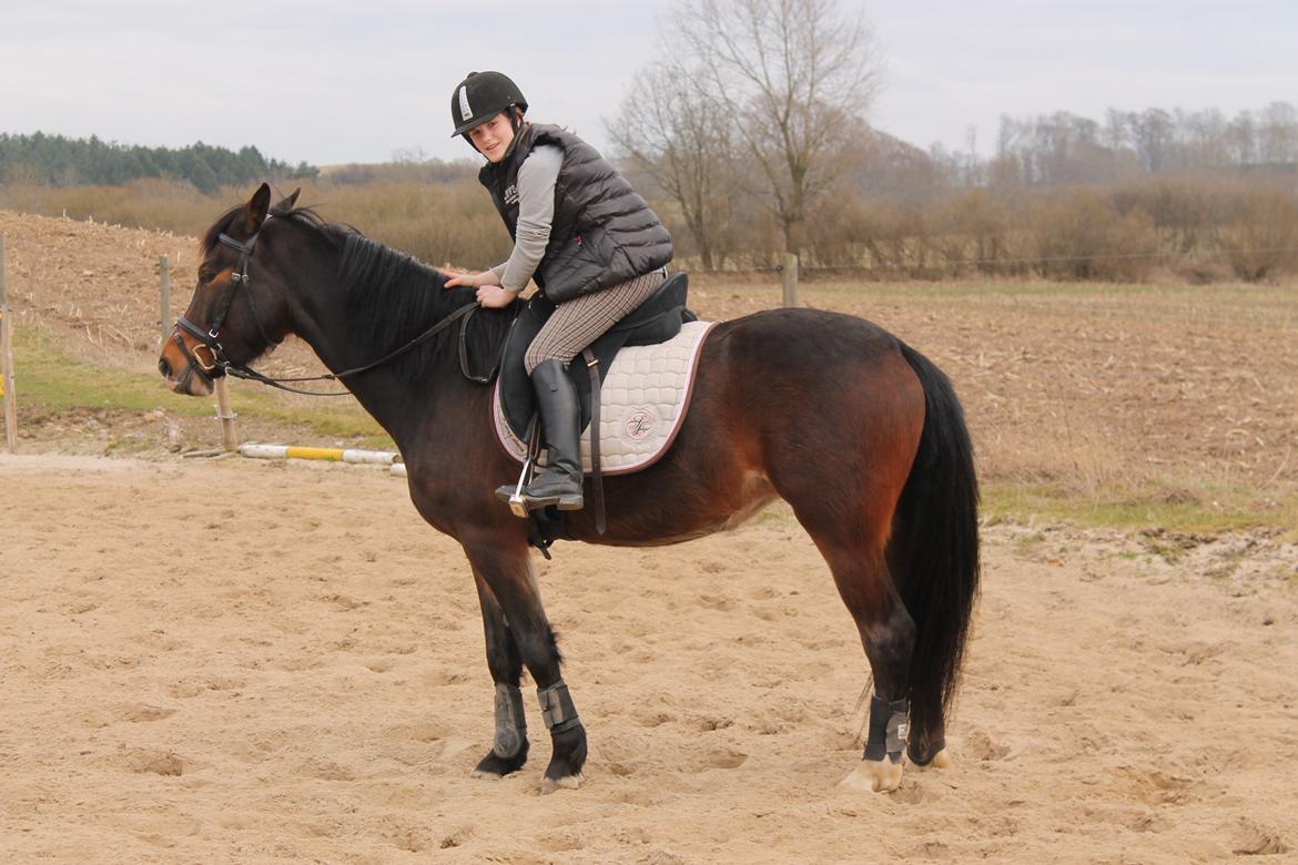 Anden særlig race Søbo's Chacor  billede 11