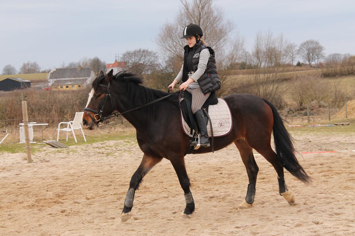 Anden særlig race Søbo's Chacor  billede 12