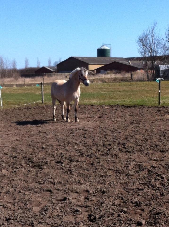 Fjordhest Brage Tidselbjerg (SKADET) - Glad, hest på fole :) billede 16