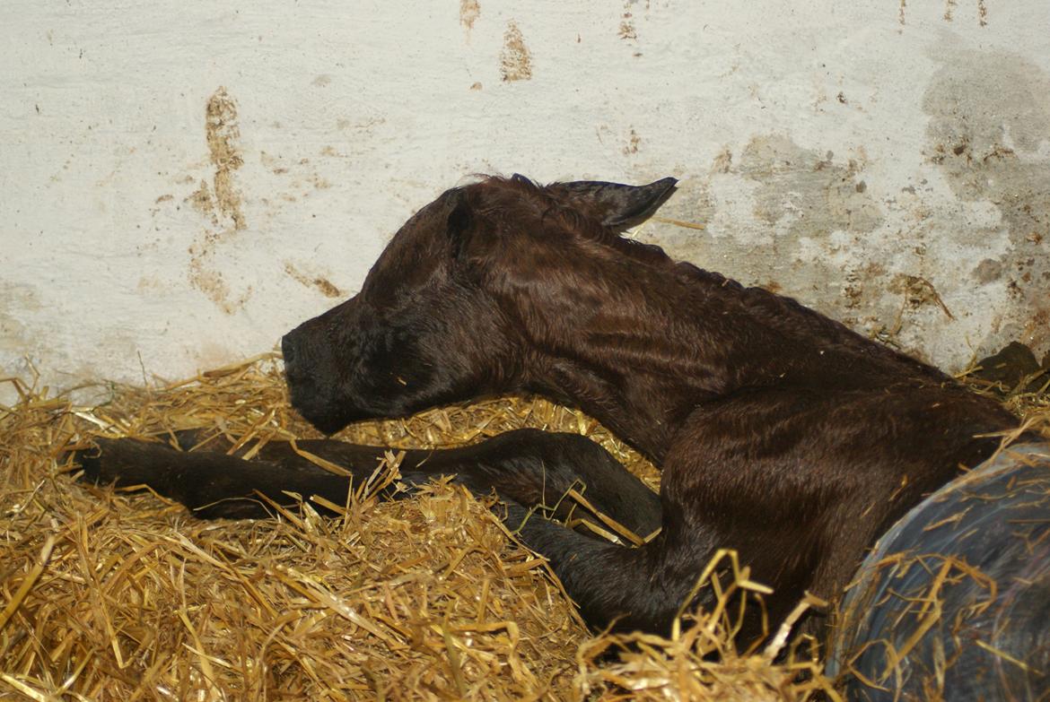 Arabisk fuldblod (OX) Emmanuel Vildal billede 14