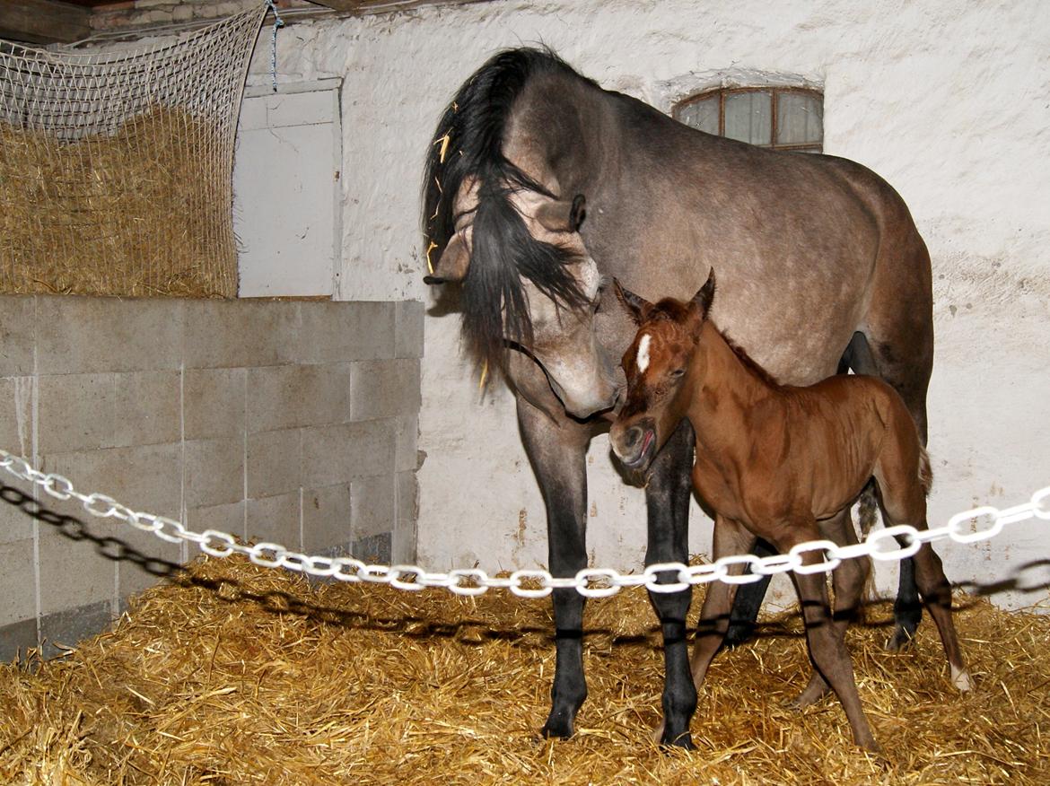 Arabisk fuldblod (OX) Emmanuel Vildal billede 13