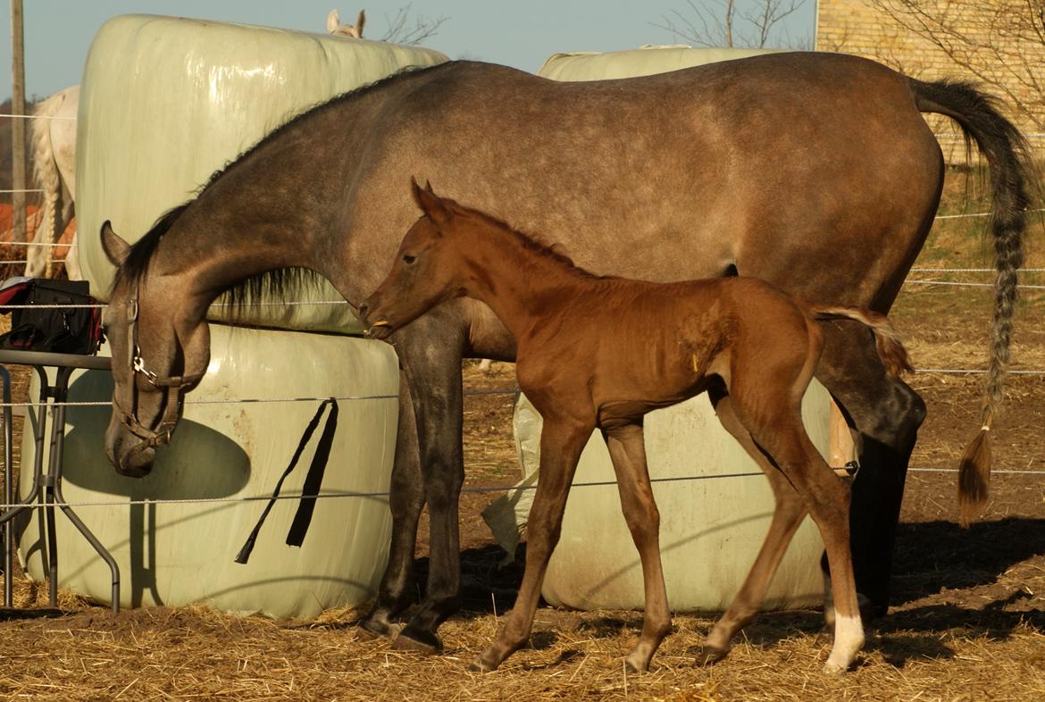 Arabisk fuldblod (OX) Emmanuel Vildal billede 8