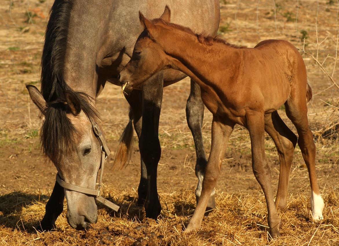 Arabisk fuldblod (OX) Emmanuel Vildal billede 9
