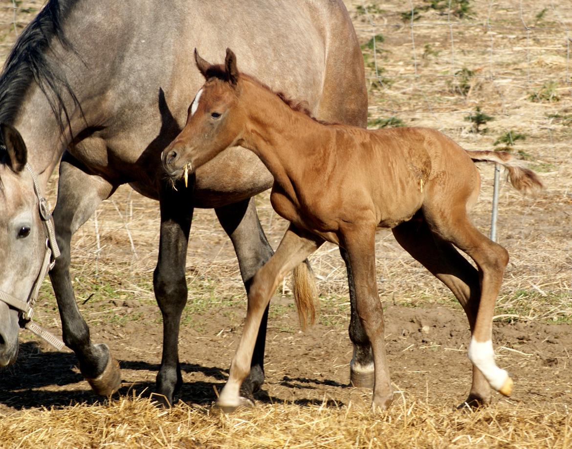 Arabisk fuldblod (OX) Emmanuel Vildal billede 10