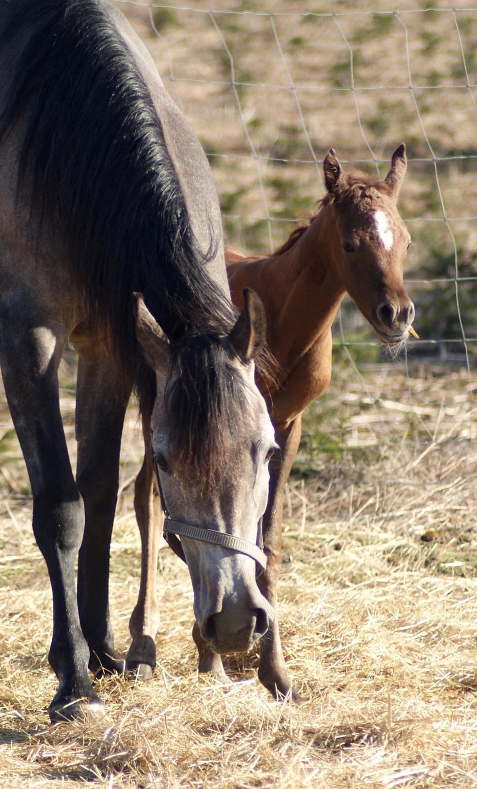 Arabisk fuldblod (OX) Emmanuel Vildal billede 11