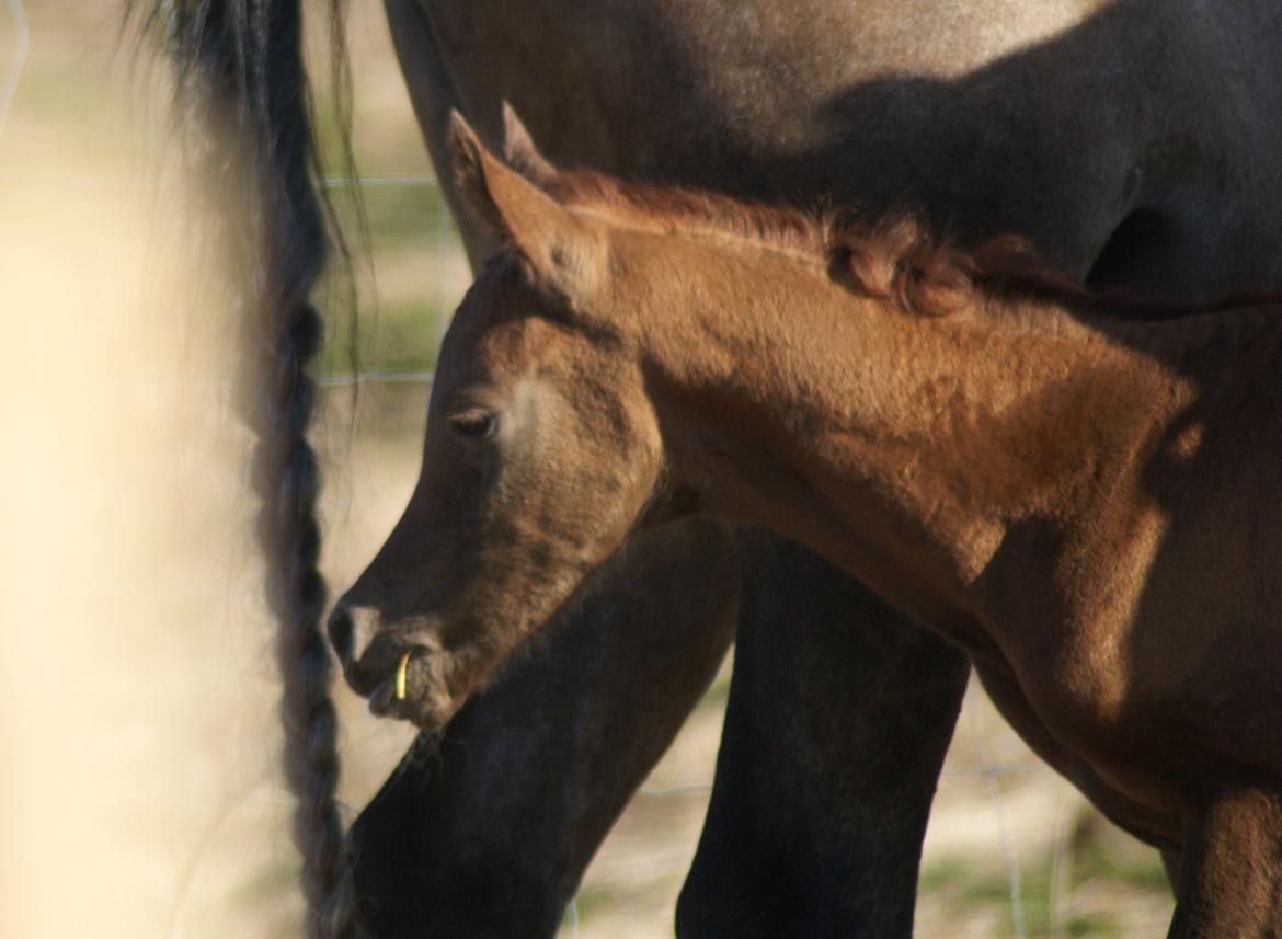 Arabisk fuldblod (OX) Emmanuel Vildal billede 12