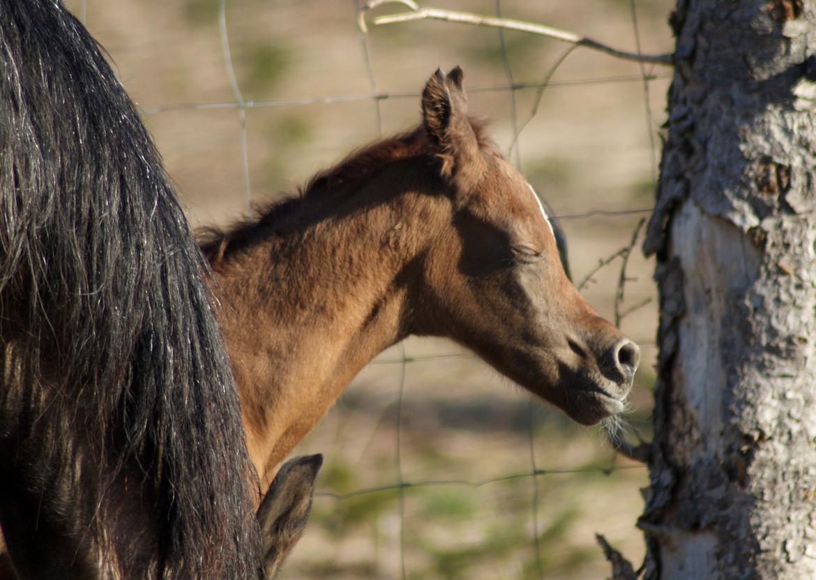 Arabisk fuldblod (OX) Emmanuel Vildal billede 7