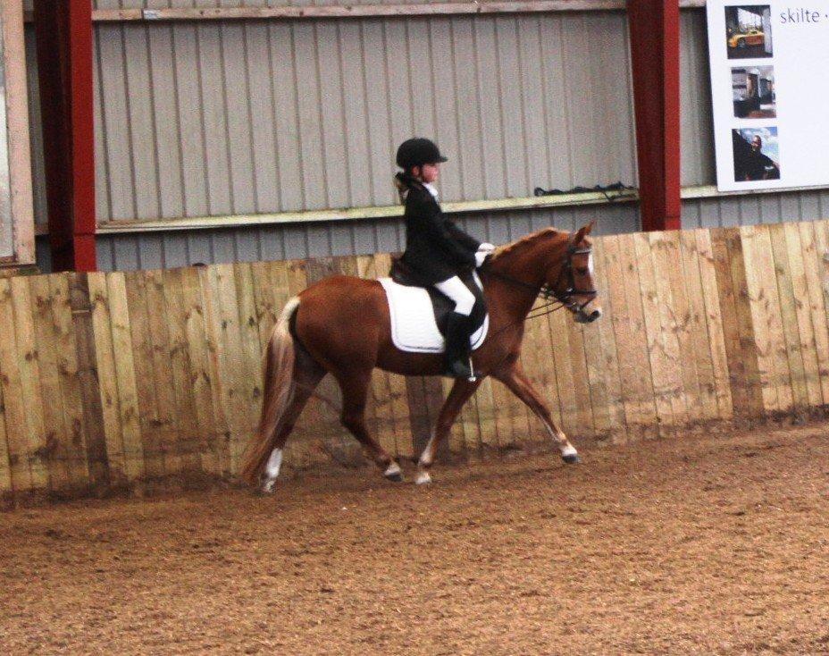 Welsh Partbred (Sec F) Valbjerggaard`s Casiopaia - Deres første lille E-stævne billede 20