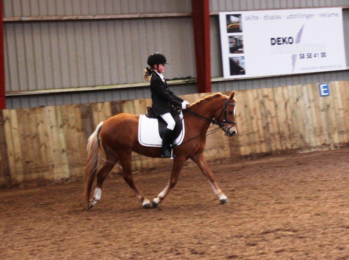 Welsh Partbred (Sec F) Valbjerggaard`s Casiopaia - Smuk par billede 8