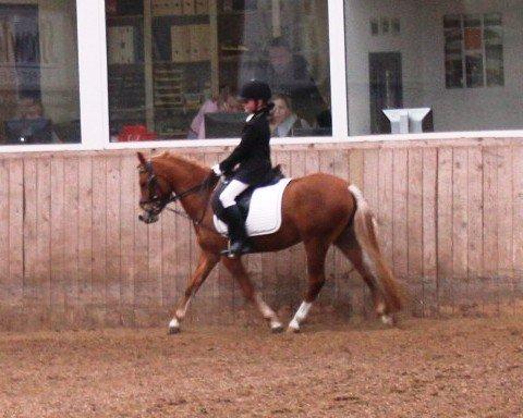 Welsh Partbred (Sec F) Valbjerggaard`s Casiopaia - Red til 79,4 % og en flot første plads i LD1 billede 3