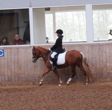 Welsh Partbred (Sec F) Valbjerggaard`s Casiopaia - Så flot redet Amira billede 14