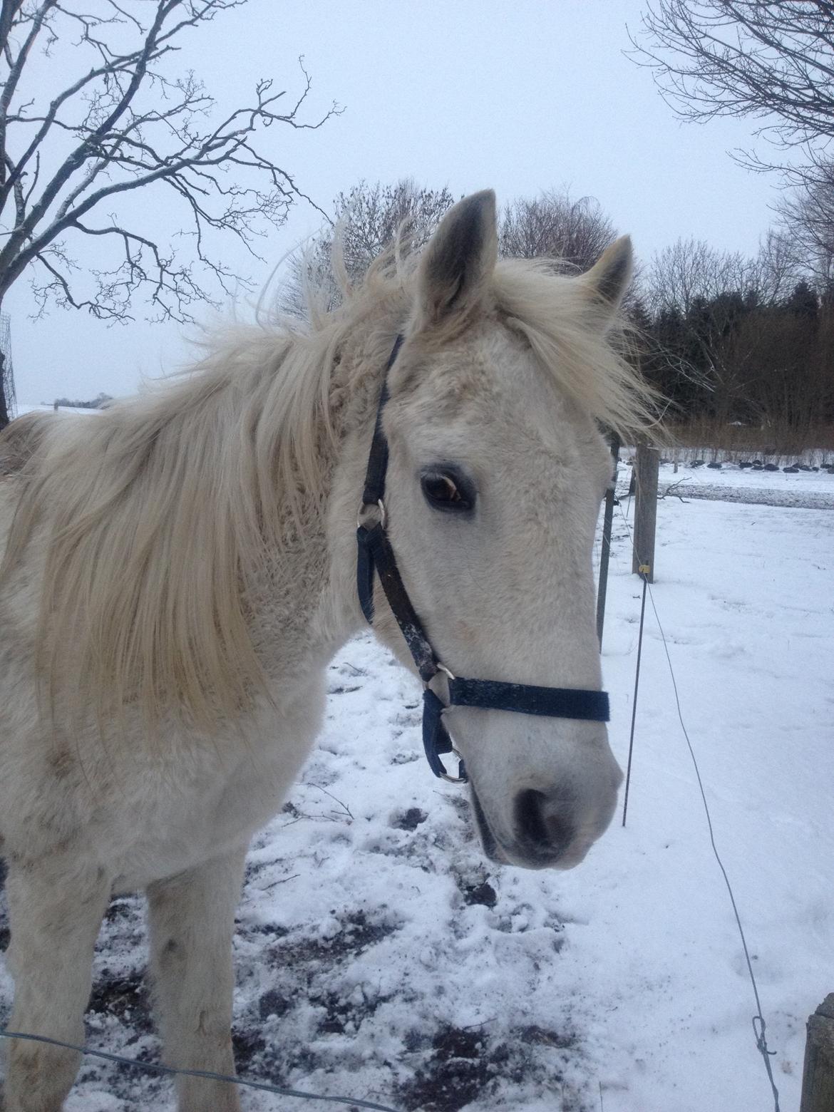 DSP Desiré - min elskede sjæleven <3 - Gammel hest, finder vejen bedst. billede 8