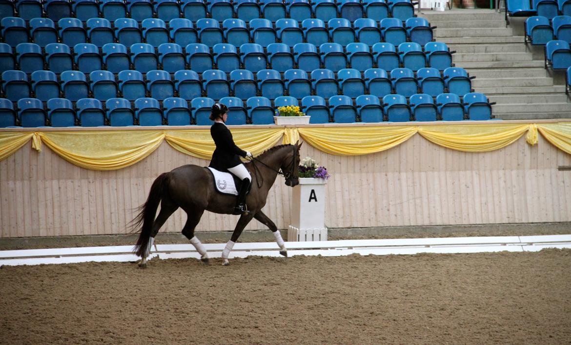 Dansk Varmblod Samantha - LA3 på Vilhelmsborg. Resulterede i en 3.plads. billede 16