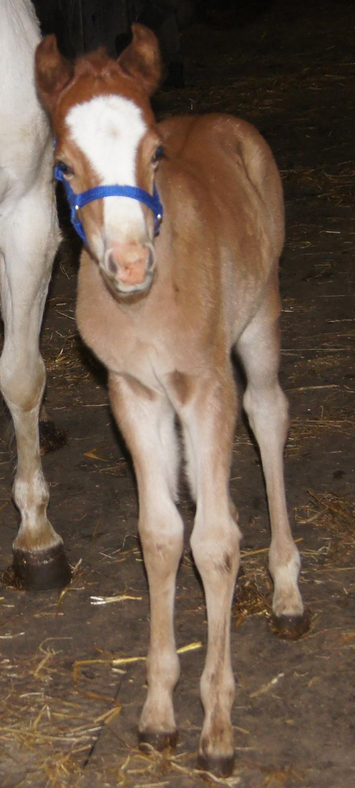 Welsh Pony (sec B) Bjerregårds Matiné billede 14