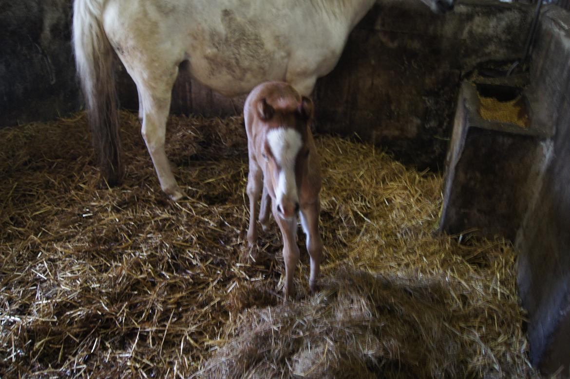 Welsh Pony (sec B) Bjerregårds Matiné billede 16