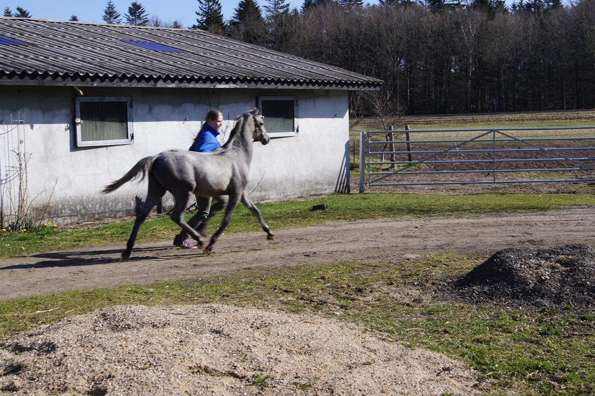 Welsh Pony (sec B) Bjerregårds May Flower billede 18