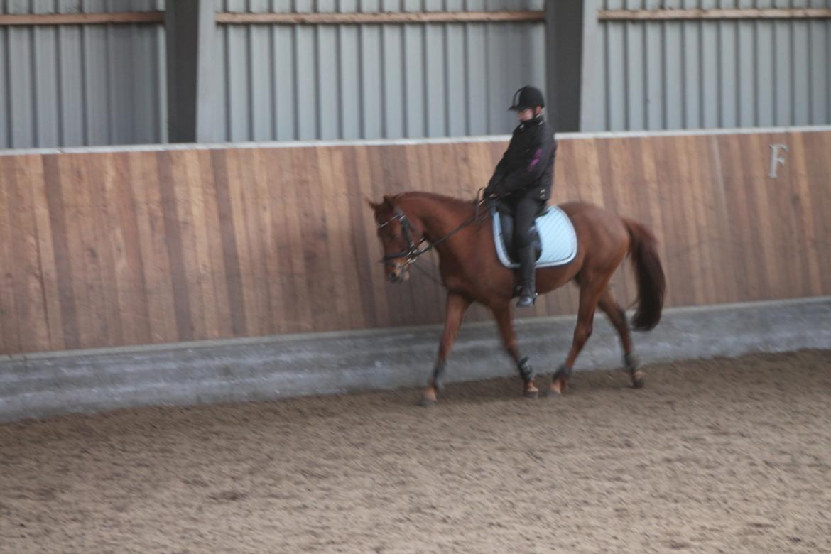 DSP Eldarion Telcontar TT (Dario) - Træning i Glamsbjerg ;) billede 8