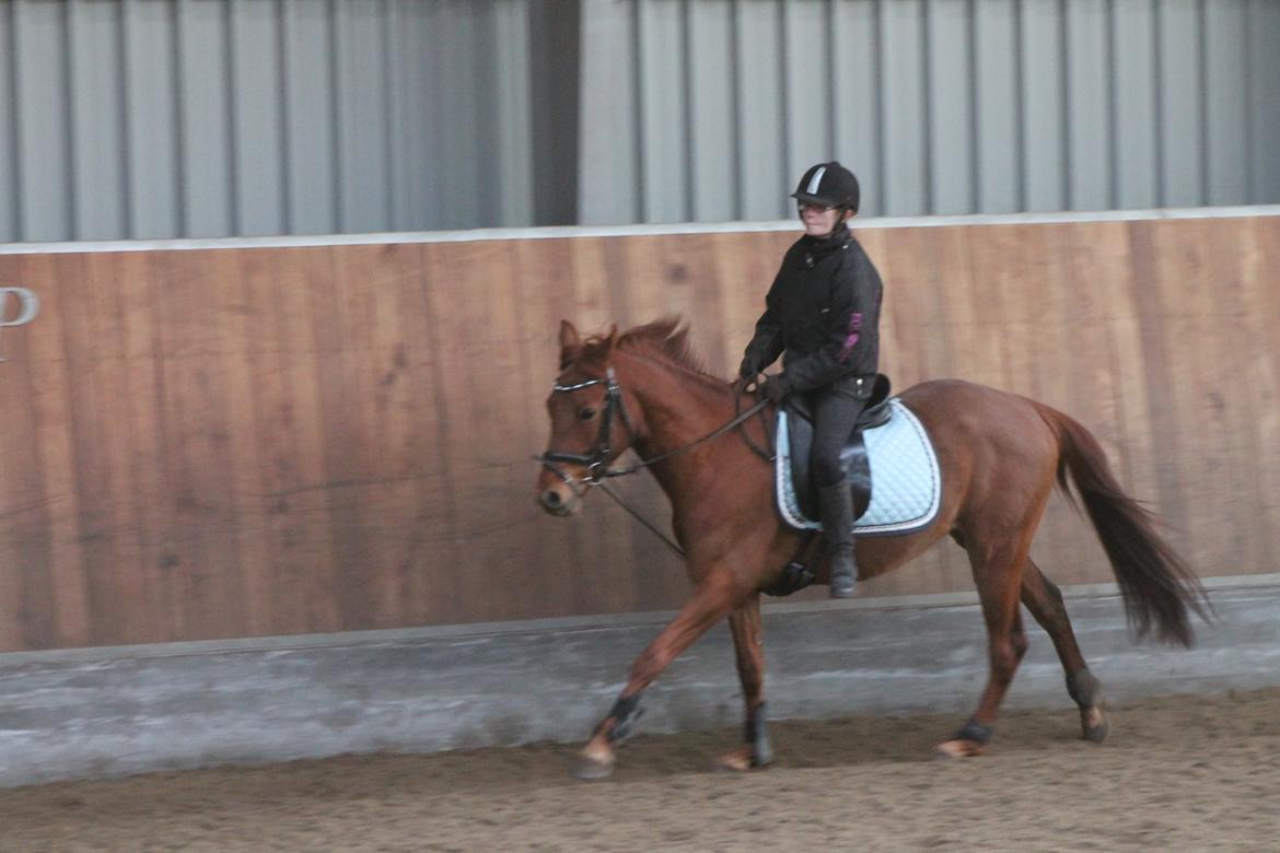 DSP Eldarion Telcontar TT (Dario) - I flyvende galop! <3 billede 9