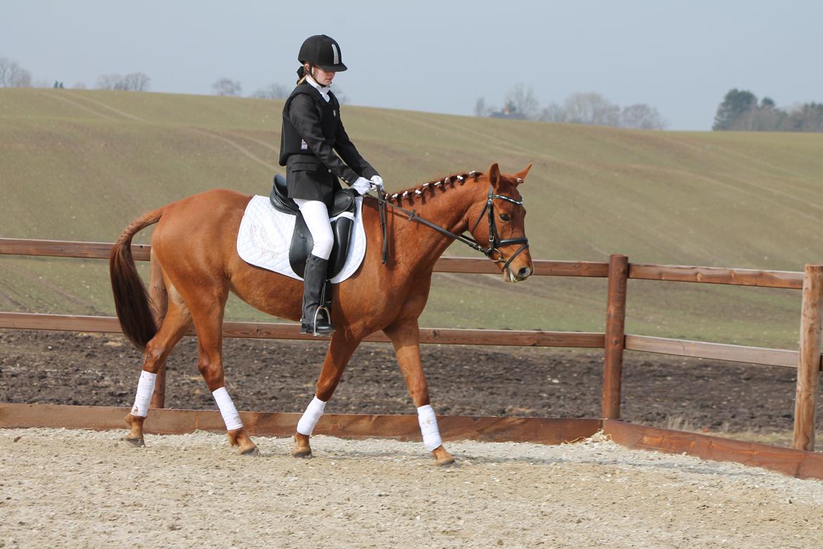 DSP Eldarion Telcontar TT (Dario) - My biggest dream ever! :-* <3 billede 13