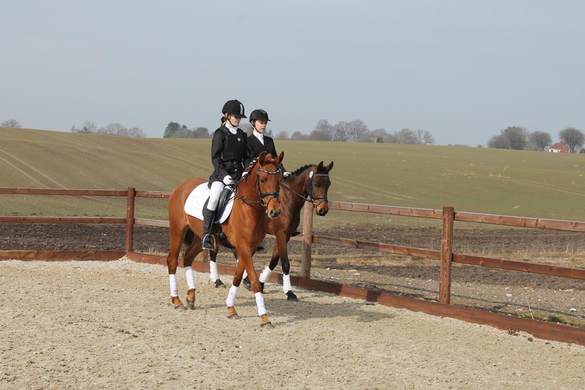 DSP Eldarion Telcontar TT (Dario) billede 14