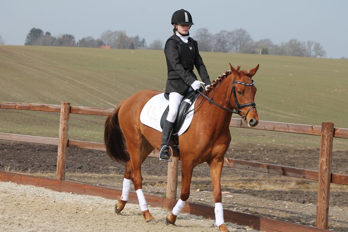 DSP Eldarion Telcontar TT (Dario) billede 15