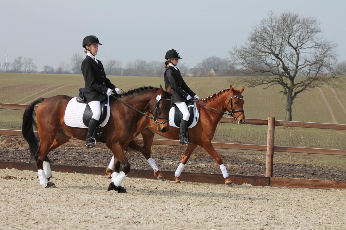 DSP Eldarion Telcontar TT (Dario) billede 16