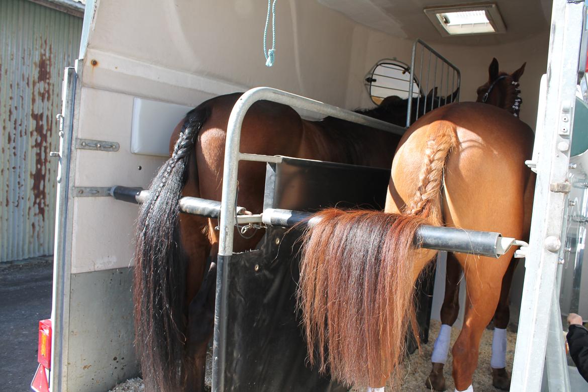 DSP Eldarion Telcontar TT (Dario) - Vi er bare best homies ever;-) billede 17