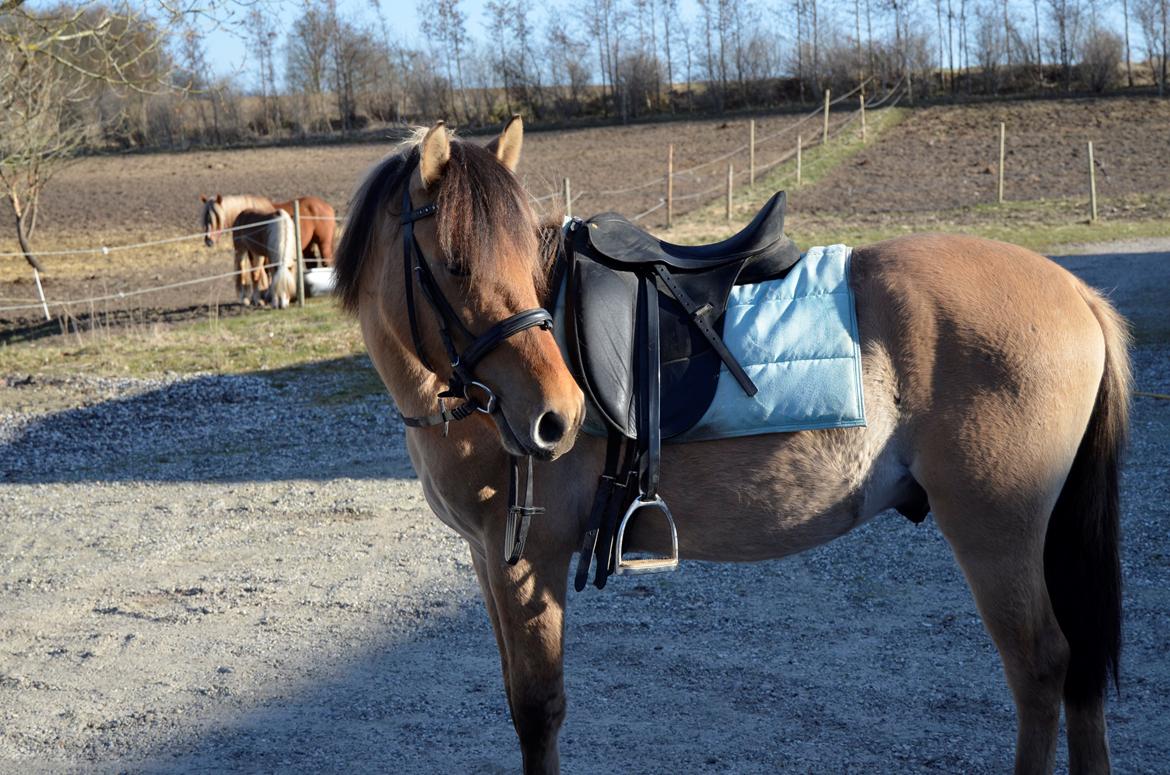 Anden særlig race Lucky [Udlånt] - April 2013 billede 4